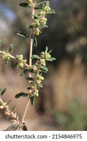 Euphorbia Maculata, Spotted Spurge, Euphorbiaceae. Wild Plant Shot In Summer.