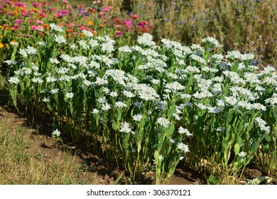 Euphorbia Marginata