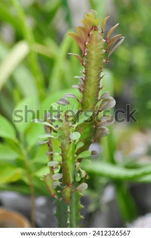 Euphorbia or Euphorbia mayurnathanii ,Euphorbia lactea or Euphorbia lacei Craib plant