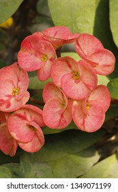 Euphorbia Mili pink 