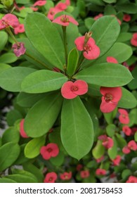 Euphorbia Milii Besides Being Used As An Ornamental Plant, It Is Also Efficacious As A Cure For Hepatitis, Burns, Ulcers, Uterine Bleeding.