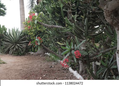 Euphorbia Milii, Crown Of Christ, Thorny Bush