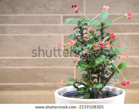 Euphorbia milii, the crown of thorns, Christ plant, or Christ thorn Plant