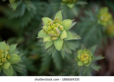 Euphorbia Oblongata In Winter Time