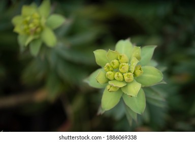 Euphorbia Oblongata In Winter Time