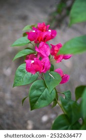 Flor rosa euforia comúnmente