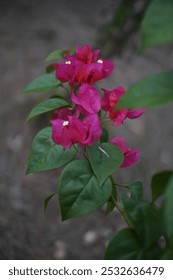 Flor rosa euforia comúnmente