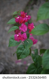 Flor rosa euforia comúnmente