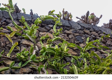 Euphorbia Plants Growing Up Against A Wall Made Of Black Lava Stone