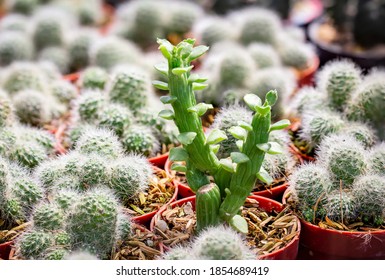 Euphorbia Pteroneura. 
Among Cactus Mammillaria Candida 