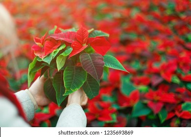 Euphorbia Pulcherrima Bush