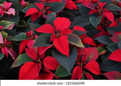 Euphorbia Pulcherrima Closeup