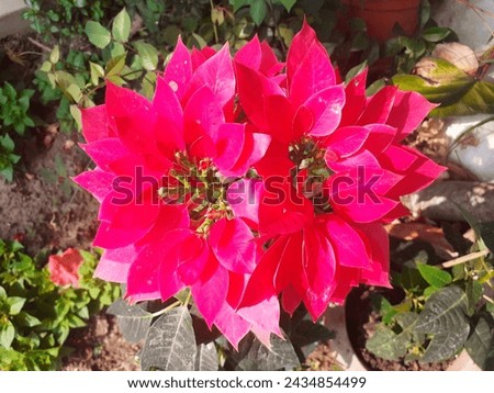 Euphorbia pulcherrima, commonly called poinsettia, is a scraggly, deciduous to semi-evergreen shrub or small tree native to the Pacific slope region of Mexico and Guatemala where it is found in coasta Stock foto © 