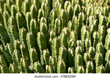 Euphorbia Resinifera 