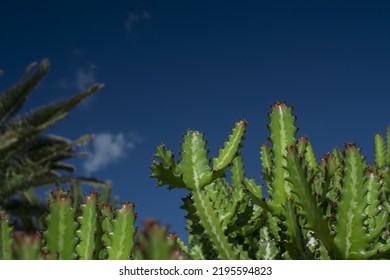 Euphorbia Resinifera Cactus With Blue Sky