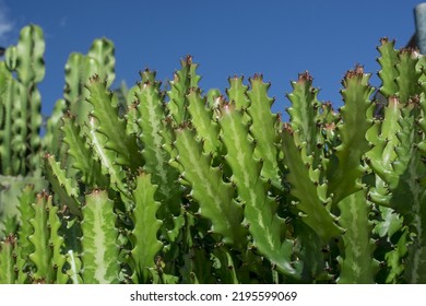 Euphorbia Resinifera Cactus With Blue Sky