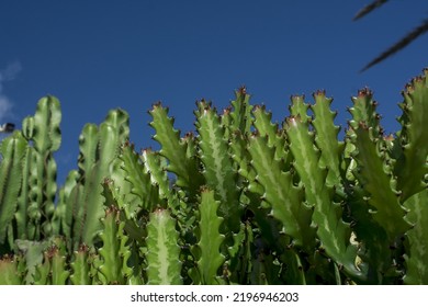 Euphorbia Resinifera Cactus With Blue Sky