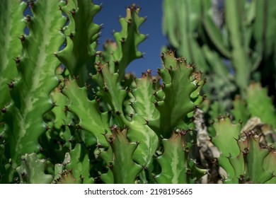 Euphorbia Resinifera Cactus With Blue Sky