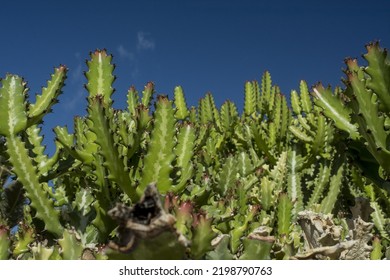 Euphorbia Resinifera Cactus With Blue Sky