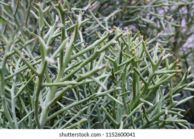 Euphorbia Stenoclada Is A Species Of Plant In The Euphorbiaceae Family. It Is Native To Madagascar And The Madagasca Channel Islands.