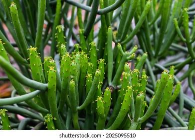 Euphorbia Tirucalli In The Park.