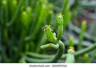 Euphorbia Tirucalli In The Park.