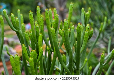 Euphorbia Tirucalli In The Park.