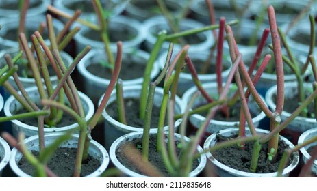 Euphorbia Tirucalli Pencil Cactus Propagation