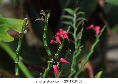 Euphorbia tithymaloides. Zigzag plant. Devil’s Backbone, Jacob’s ladder, Japanese poinsettia 