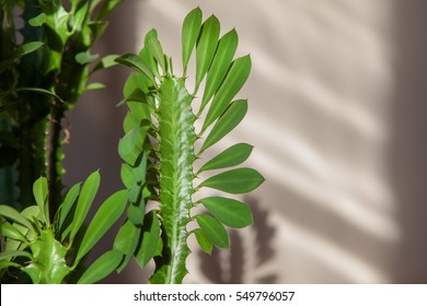 Euphorbia Trigona Leaves