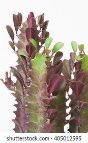 Euphorbia Trigona Rubra