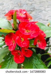 Euphoria milii,the crown of thorns