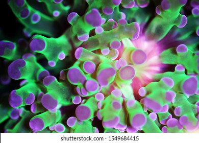 Euphyllia divisa - Frogspawn LPS coral or Octospawn LPS coral