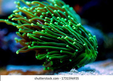Euphyllia Torch LPS coral -  Euphylliidae Glabrenscens 