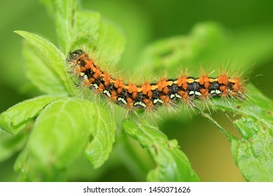 Euplagia Quadripunctaria, The Jersey Tiger