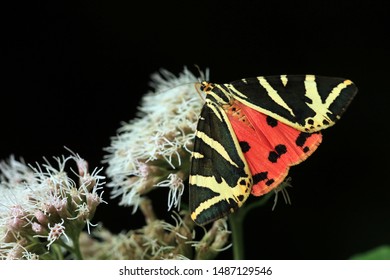 Euplagia Quadripunctaria, The Jersey Tiger