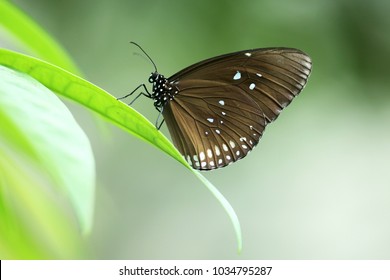 Euploea Core, The Common Crow