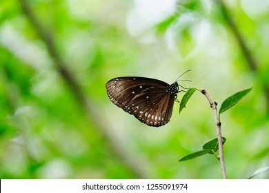 Euploea Core, The Common Crow 