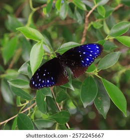 Euploea mulciber, brown blue colored butterfly seen in Thailand.