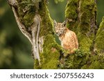 Eurasia lynx (Lynx lynx) kitten playing on messed tree in sunny autumn day, Czech republic