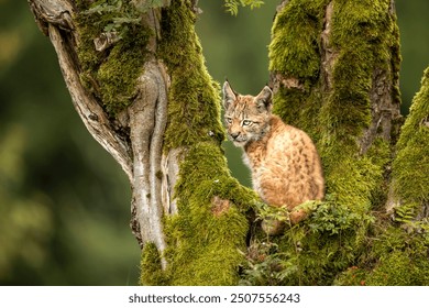 Eurasia lynx (Lynx lynx) kitten playing on messed tree in sunny autumn day, Czech republic - Powered by Shutterstock