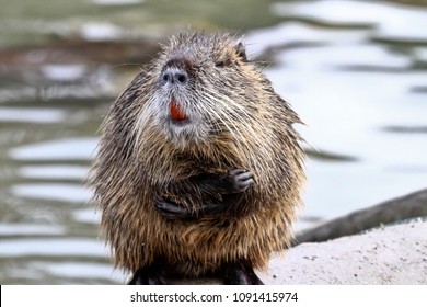 Eurasian Beaver (Castor Fiber) .