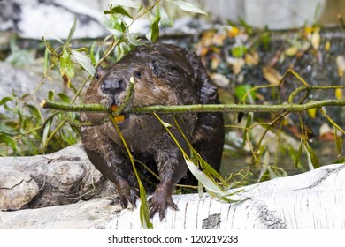 Eurasian Beaver (Castor Fiber)