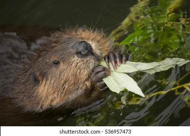 Eurasian Beaver (Castor Fiber) .