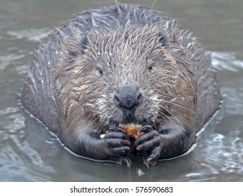 Eurasian Beaver (Castor Fiber)