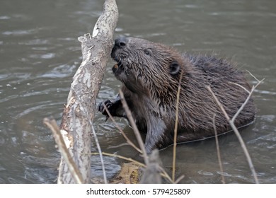 Eurasian Beaver (Castor Fiber)