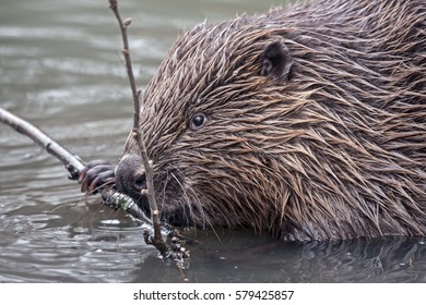 Eurasian Beaver (Castor Fiber)