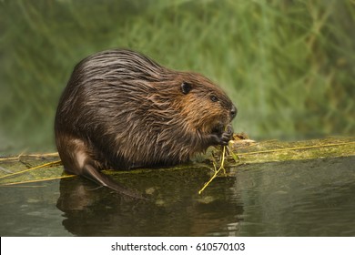 Eurasian beaver (Castor fiber) .