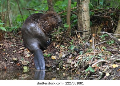 The Eurasian beaver Castor fiber or European beaver is a beaver species that was once widespread in Eurasia. Castoridae, Rodentia.
