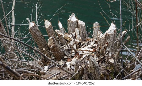 The Eurasian beaver (Castor fiber) leaves significant traces of its activity on the rivers of northern Slovakia